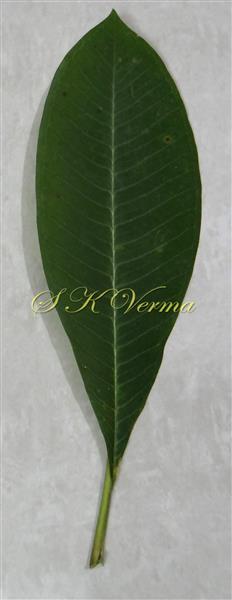  Leaf-Adaxial view